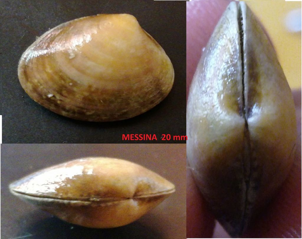 Bivalve da identificare